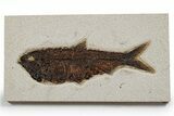 Detailed Fossil Fish (Knightia) - Huge For Species #349245-1